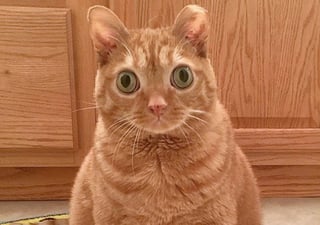 El gatito tiene su propia cuenta de Instagram. (CAPTURA)