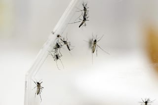El dengue es una enfermedad provocada por un virus  que transmite el mosquito aedes agypti. (ARCHIVO)