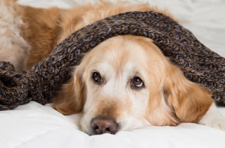 Para identificar la fiebre en los perros debes observar su comportamiento y verificar que los patrones que son normales en él sigan ahí. (ARCHIVO) 
