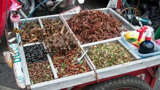 instituciones como la Organización de las Naciones Unidas para la Alimentación y la Agricultura (FAO) trabajan impulsando alternativas como la entomofagia, que es el consumo de insectos. (ARCHIVO) 