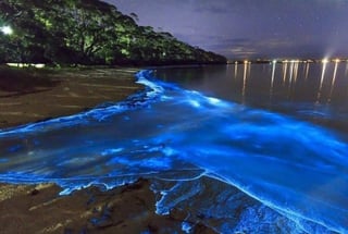 Estas son las cinco playas mexicanas donde puedes presenciar los mantos azul fluorescente. (ESPECIAL) 