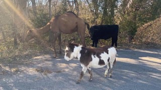 Las autoridades encontraron a los dueños de un camello, una vaca y un burro que fueron vistos juntos en un camino en Kansas, en una escena que hizo recordar la Natividad. (ESPECIAL)