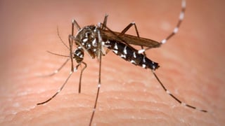 El contagio del dengue, zika y chikungunya se realiza a través del piquete del mosquito Aedes Aegypti.