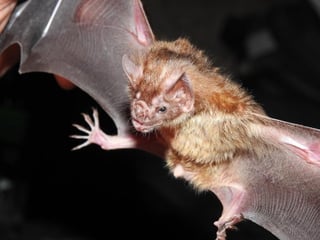Un equipo de científicos ha teñido con un gel fluorescente varias comunidades de murciélagos 'vampiros' para comprobar cómo se propagaría una vacuna oral. (ARCHIVO) 