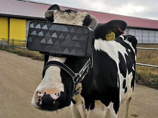 Los dispositivos, se supone, ayudan a las vacas a relajarse. (INTERNET)