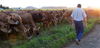 La producción de leche coloca a La Laguna como una de las regiones más importantes del país. (ESPECIAL)