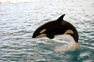 orcas, comparten con los humanos la supervivencia de las abuelas mucho tiempo después de la menopausia, una característica de pocos mamíferos que mejora las perspectivas de los nietos. (ARCHIVO) 