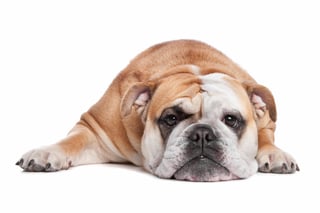 El Bulldog inglés es un perro reconocible fácilmente a primera vista, debido a su apariencia robusta que pareciera ser peligrosa debido a su procedencia, sin embargo, es su carácter es lo opuesto a ello.  (ARCHIVO) 