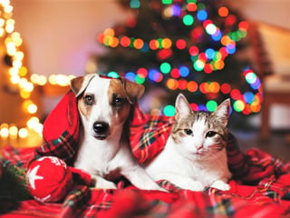 Hay que recordar los riesgos que implica para las mascotas decorar con luces navideñas, esferas de cristal, así como los cambios de clima, el exceso de alimento y dejarlos solos por mucho tiempo. (ESPECIAL)