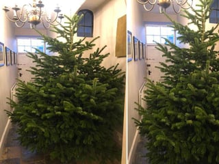 Varios internautas le dice que no hay tal cosa como ‘un árbol de navidad demasiado grande’. (INTERNET)