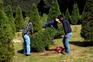 En la temporada decembrina, en miles de hogares mexicanos el árbol de Navidad se convierte en la decoración principal. (NOTIMEX) 