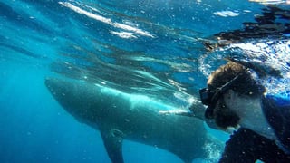 El tiburón ballena es conocido por ser uno de los animales más dóciles del mar y antiguo residente del mar caribe mexicano.  (ESPECIAL) 