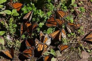 Las especies afectadas forman parte de los bosques templados en la Reserva de la Biosfera Mariposa Monarca y dan continuidad a una zona boscosa con gran importancia ambiental y ecológica. (ARCHIVO)