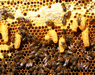  En Puebla se tiene un registro de 130 mil colmenas que producen dos mil 454 toneladas de miel, con un valor de la producción de 104 millones de pesos. (ARCHIVO)