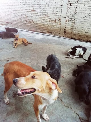 Estrella Rivas realiza un llamado a la comunidad para continuar con su labor apoyando a los canes que viven en el albergue.
