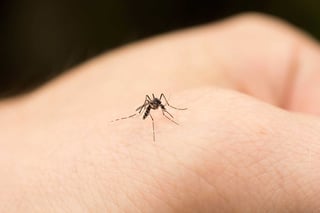 La enfermedad del dengue se contagia a través del piquete del mosquito Aedes Aegypti. No se reportan defunciones en Durango. (ARCHIVO)