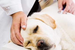 La eutanasia en las mascotas es un método bajo el cual se lleva a cabo la muerte inducida, por medio de fármacos que lo lleven a un estado plácido y sin dolor. (ARCHIVO) 