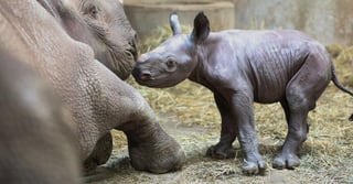 Los rinocerontes negros están en peligro crítico y están siendo empujados al borde de la extinción, principalmente a causa de la caza furtiva ilegal y la pérdida de hábitat. (ESPECIAL)

