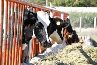 La falta de alimento ha afectado considerablemente la parición de vacas de engorda en La Laguna.