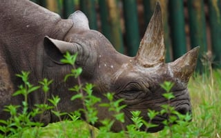 Fausta, una hembra de rinoceronte negro que sería la más vieja del mundo, falleció en cautiverio a los 57 años, según anunciaron este domingo las autoridades de la reserva natural del cráter de Ngorongoro en Tanzania. (EFE)