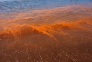 La proliferación de microorganismos tóxicos (dinoflagelados) y de salpas es conocida como marea roja. (ARCHIVO)