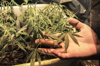 Sobre el uso medicinal e industrial de la cannabis, ya hay un acuerdo pleno, y que incluso está permitido. (ARCHIVO)