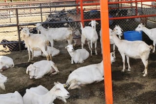 Durango aportó el 2.6 por ciento de carne de cabra al país. (EL SIGLO DE TORREÓN) 