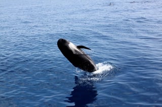 Un acuario y una empresa de ingeniería de Massachusetts se unieron en un proyecto encaminado a proteger mejor a las ballenas monitoreándolas desde el espacio. (ARCHIVO)