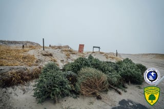 La idea es crear una barrera natural con material reciclado, en este caso, árboles de navidad. (INTERNET)
