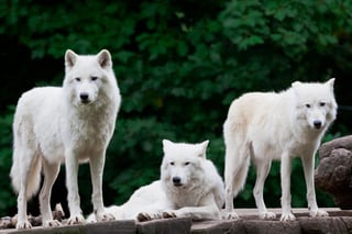 Los perros, al igual que los lobos, son capaces de cooperar cuando buscan una recompensa; una capacidad presente en un ancestro común. (ARCHIVO) 