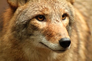 La deforestación a lo largo del Corredor Mesoamericano ha empujado a que especies de cánidos de Norteamérica como los coyotes ya vivan en el este de Panamá. (ARCHIVO) 