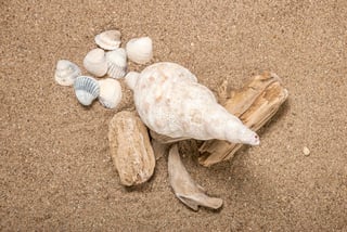 Algunos neandertales pudieron haber pasado mucho tiempo en la playa e, incluso, haber buceado en las aguas del Mar Mediterráneo en busca de conchas de almeja para hacer herramientas. (ARCHIVO) 