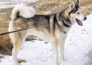 Aunque los perros Alaskan malamute y husky siberiano a primera instancia parecen ser muy parecidos, lo cierto es que cuentan con una serie de diferencias que incluso puede llegar a cambiar en su totalidad la forma en la que viven. (ARCHIVO) 
