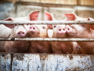 Aún no están seguros cómo murió el granjero en primer lugar, antes de ser comido por los cerdos. (INTERNET)