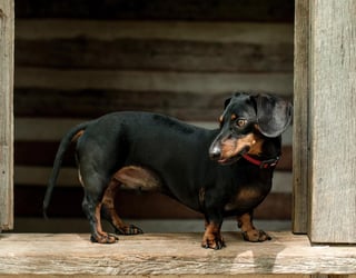 El nombre original del perro salchicha es “Dachshund” que tiene su origen en Alemania y significa “perro tejonero”, ya que este can solía ser utilizados para cazar tejones.  (ARCHIVO)
