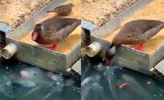 El pato toma alimento y se lo entrega a los peces con ayuda de su pico (CAPTURA) 