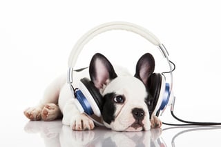 La plataforma de música en streaming Spotify, lanzó un nuevo generador de listas de reproducción para tu mascota. (ARCHIVO) 

