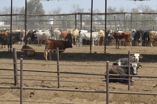 La Sader ubica a Durango como el tercero con la mayor exportación de bovinos a EUA, después de Chihuahua y Sonora. (EL SIGLO DE TORREÓN) 