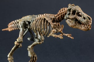 El impresionante Scotty, el esqueleto de tiranosaurio rex (T.Rex) mejor conservado del mundo, se expone en el Museo Nacional de Escocia. (ARCHIVO) 