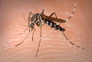 El test que diseñó tiene como base una proteína “totalmente específica para el dengue” que ayuda a evitar “falsos positivos de dengue en personas con zika y viceversa”, explicó la autora. (ESPECIAL)