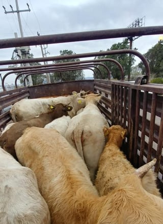 Transportaban a 12 bovinos de diferentes tamaños. (EL SIGLO DE TORREÓN)