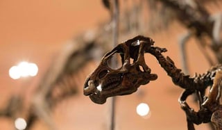 Coahuila ha sido declarada tierra de dinosaurios luego de haber encontrado una amplia cantidad de fósiles que datan de hace 72 millones de años. (ARCHIVO)
