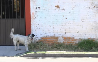 Autoridades municipales confirmaron la muerte de 57 perros en una junta auxiliar de la ciudad de Puebla, ello luego de que jaurías de canes han atacado al menos a dos personas. (ARCHIVO)