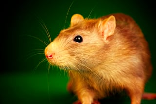 Un estudio publicado en la revista Nature describe el circuito cerebral que permite a una única feromona, bautizada como Darcina, gobernar el deseo sexual en ratones hembra. (ARCHIVO) 