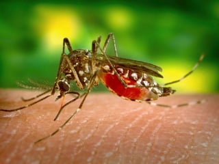Los mosquitos deben esconderse cuando llegan las bajas temperaturas. (INTERNET)