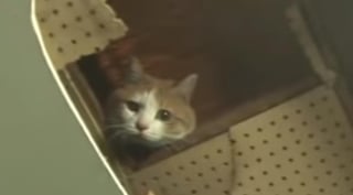 El rescate de la gatita fue registrado en video (CAPTURA) 