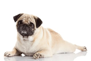 Al igual que los humanos, la obesidad es un factor que puede desencadenar diferentes afecciones en los animales. (ARCHIVO)
