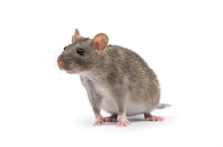 En el mundo existen más de dos mil especies de roedores, tres de las cuales son consideradas plagas –la rata gris, el ratón doméstico y la rata negra– y son responsables de la trasmisión de más de 60 enfermedades distintas. (ARCHIVO) 