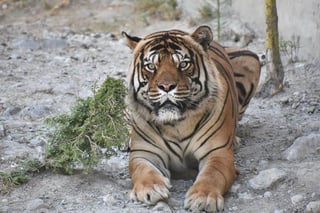 El zoológico de Monclova tiene varios felinos grandes como este tigre, leones, y otros animales de diferentes especies. (EL SIGLO COAHUILA)