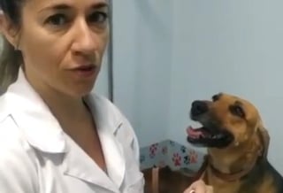 El clip que se ha vuelto viral fue compartido por la veterinaria a través de su cuenta en Instagram (@letipiccoli) 